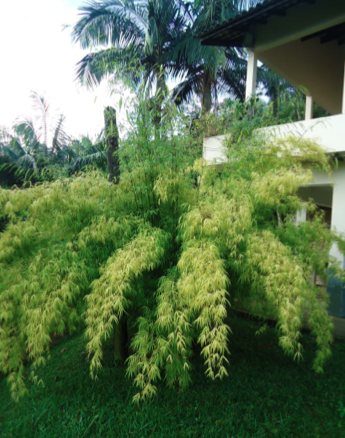 Bambu Gracilis (Bambusa Gracilis)