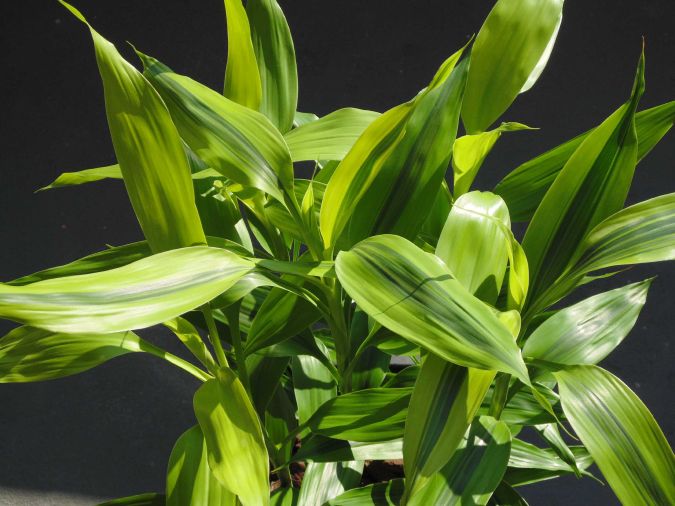 Sítio da Mata - BAMBUZINHO DA SORTE VARIEGATA (Dracaena sanderiana)