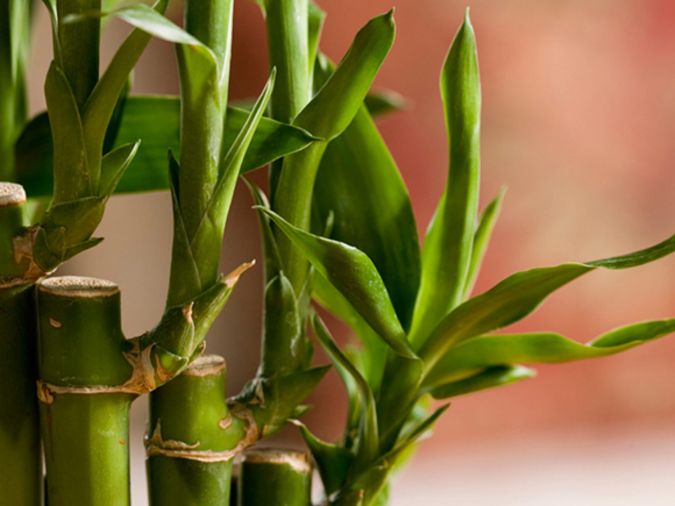 BAMBUZINHO DA SORTE VERDE (Dracaena sanderiana)