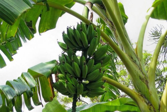Banana Maca (Musa x paradisiaca) 