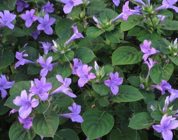 BARLERIA OBTUSA (Barleria obtusa) 