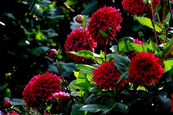 BATATAS DE DALIA (Dahlia pinnata)