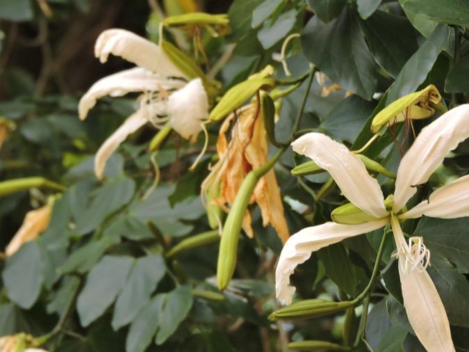 Sítio da Mata - Pata De Vaca (Bauhinia forficata)