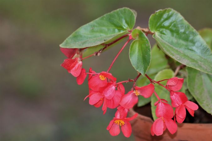 Begonia Dragao (Begonia cinnabarina)