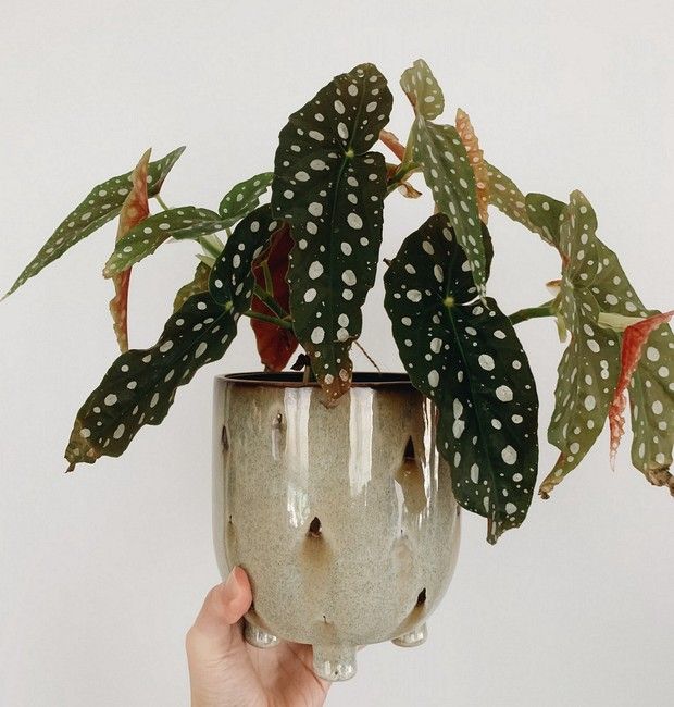 Sítio da Mata - BEGONIA MACULATA (Begonia maculata)