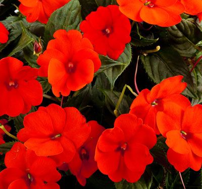 JO ALEMAO (Impatiens walleriana (Impatiens sp)