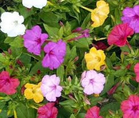 FLORES ORNAMENTAIS BELA-DA-NOITE/MARAVILHA DO PERU SORTIDA (Mirabilis jalapa)