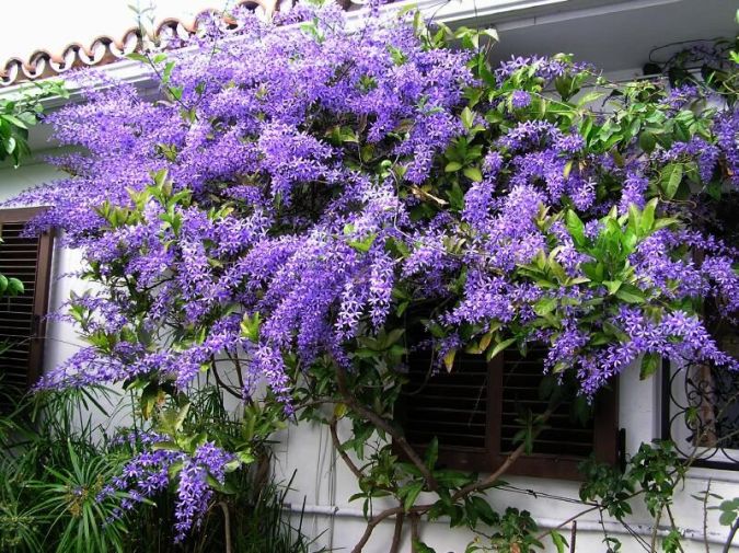 FLOR DE SÃO MIGUEL GIGANTE (Petrea volubilis) 