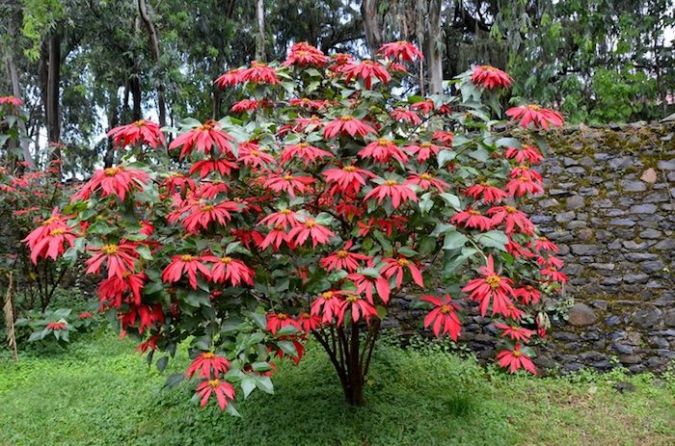 Bico de Papagaio (Euphorbia pulcherrima)