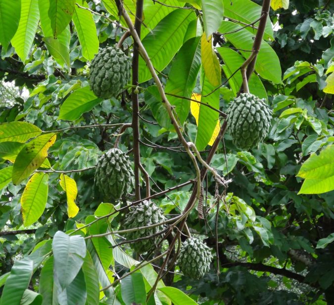 Biribá (Rollinia mucosa) 