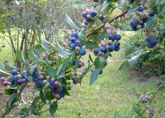 BLUEBERRY (Vaccinium ashei)