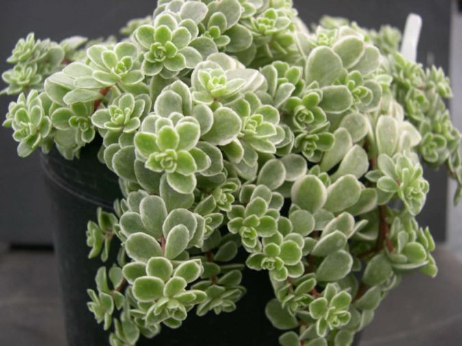 Brilhantina (Sedum makinoi)