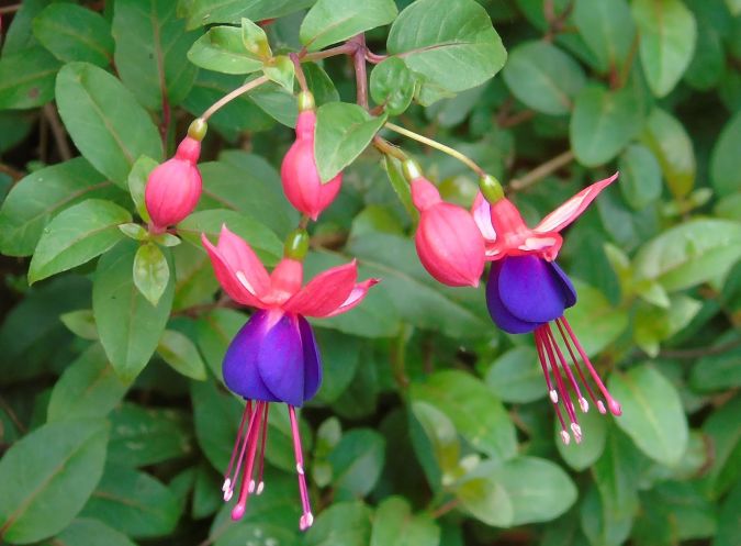 Sítio da Mata - BRINCO DE PRINCESA (Fuchsia sp)