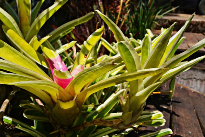 BROMÉLIA Bossa Nova (Neoregelia carolinae "Bossa nova")