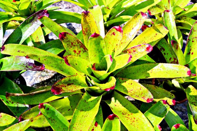 Sítio da Mata - BROMÉLIA Cruenta (Neoregelia cruenta)