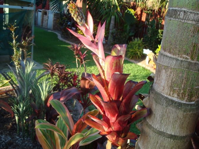 BROMELIA (Aechmaea nidicaulis)