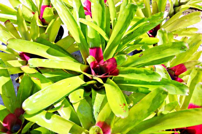 BROMELIA COMPACTA (Neoregelia compacta)