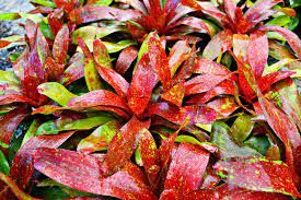 BROMELIA FAU (Neoregelia Fau)