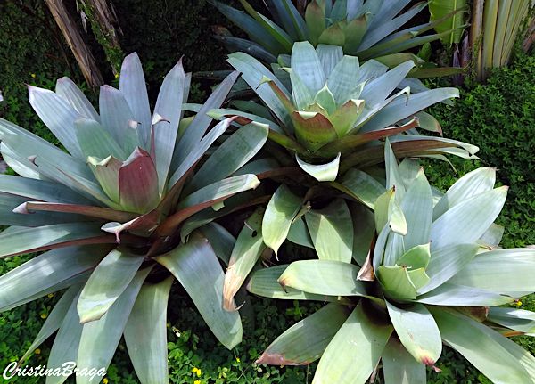 BROMELIA IMPERIAL (Alcantarea imperialis)