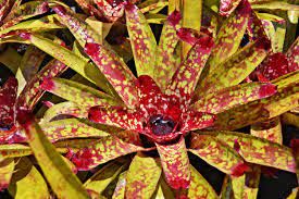 Sítio da Mata - BROMELIA MARMORATA (Neoregelia marmorata) 