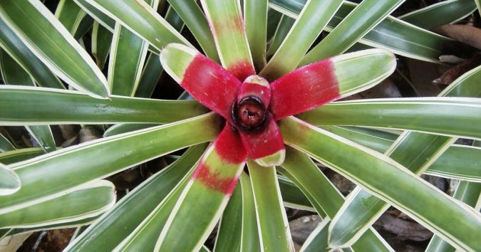 BROMÉLIA (Neoregelia sheba)