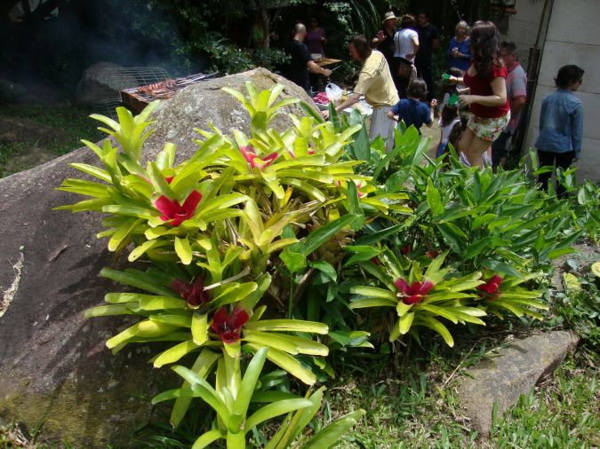 Sítio da Mata - BROMELIA (Neoregelia vandarm)