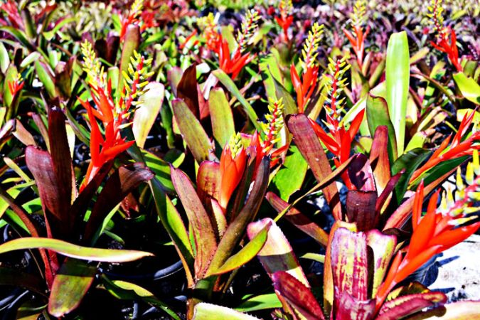 BROMELIA NUDICAULIS RUBRA (Aechmea nudicaulis 'Rubra')