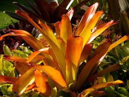 Bromelia Porto Seguro (Aechmea blanchetiana) 