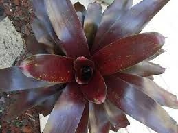 BROMELIA ROYAL BURGUNDY (Neoregelia Royal Burgundy)