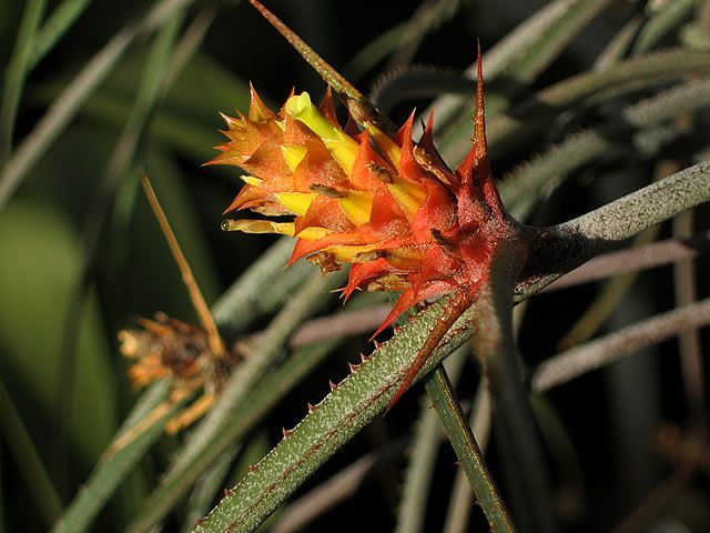 BROMELIA PENDENTE (Acanthostachys strobilacea)