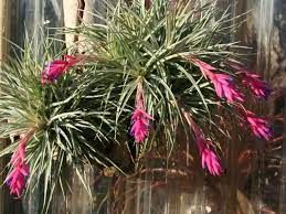 BROMELIA TILANDSIA (Tillandsia sp)