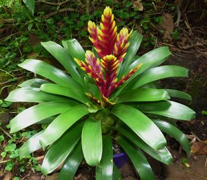 Sítio da Mata - BROMELIA VRIESIA (Vriesea sp)