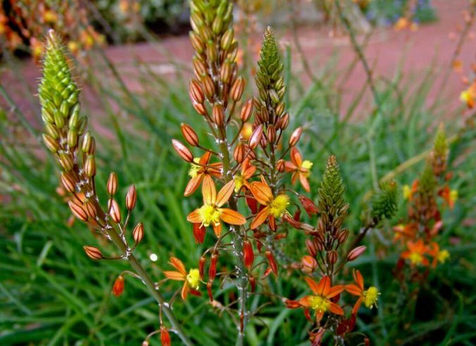 Bulbine (Bulbine frutescens)