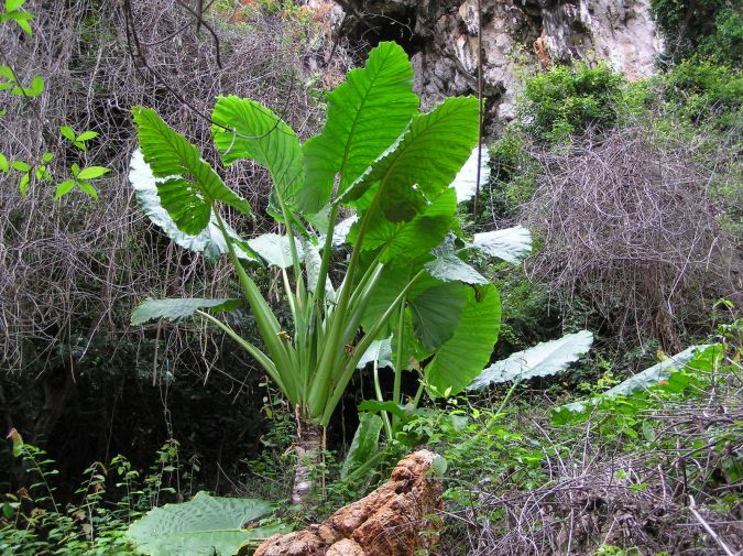 Sítio da Mata - ALOCASIA ORELHA DE ELEFANTE (Alocasia macrorrhizos)