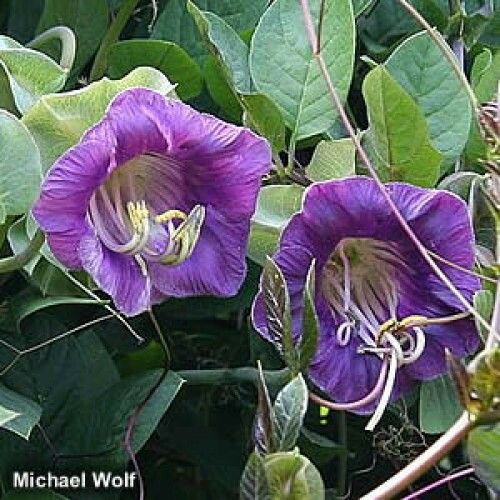 FLORES ORNAMENTAIS Cabacinha SINO-DE-CATEDRAL (Cobea scandens)