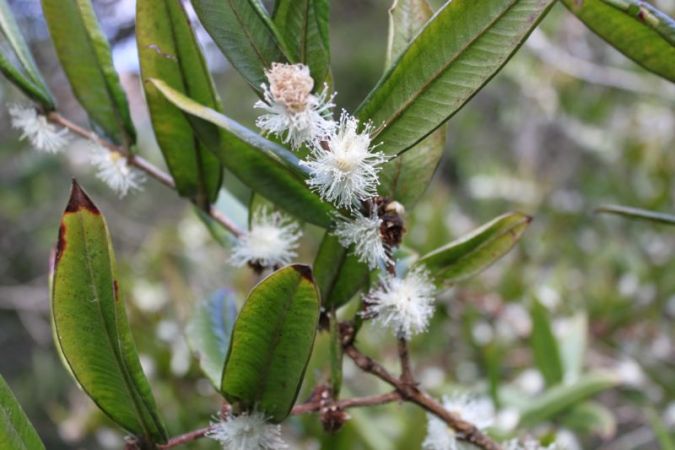 CABELUDINHA (Myrciaria glazioviana) 