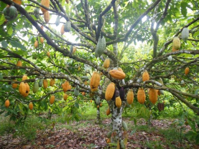 CACAU (Theobroma cacao) 