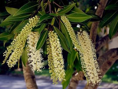 Cacho de Marfim (Buckinghamia celsissima)