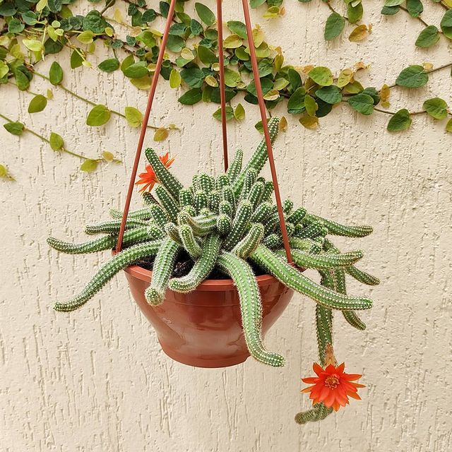 Sítio da Mata - Cactos Amendoim (Echinopsis chamaecereus)