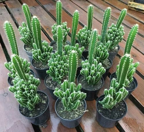 Sítio da Mata - CACTO CASTELO (Acanthocereus tetragonus)