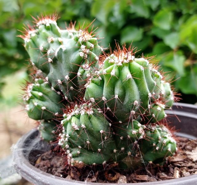 Sítio da Mata - Cacto Monstro (Cereus peruvianus monstruosus)