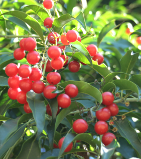 CAFE-DE-BUGRE (Cordia ecalyculata)