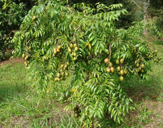 CAJA MANGA (Spondias cytherea) 