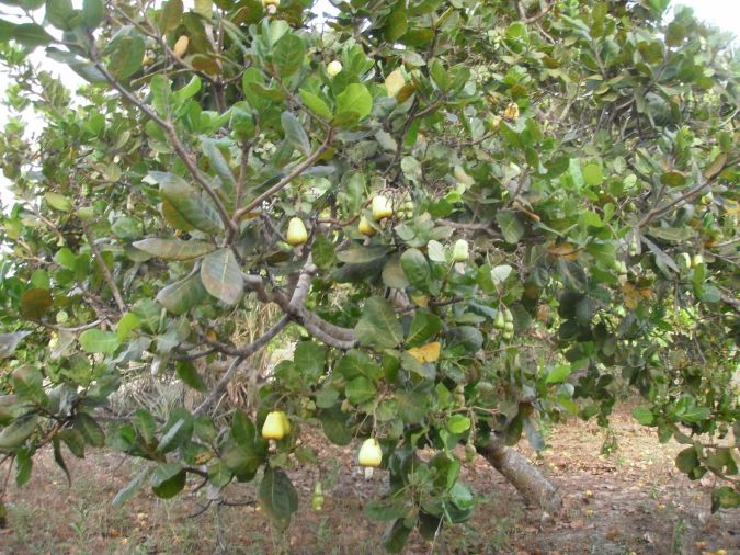 CAJU AMARELO (Anacardium occidentale)