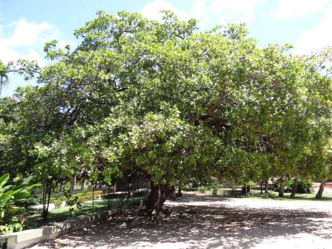 caju        anacardium  occidentale