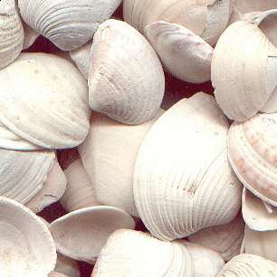 Sítio da Mata - CALCARIO DE CONCHAS 1 KG CAIXA UNICA