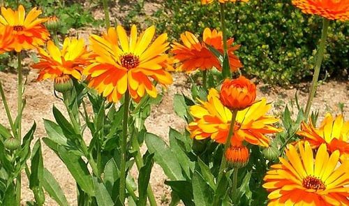 CALÊNDULA (Calendula officinalis) SAZONAL - DISPONIBILIDADE A PARTIR DE MAIO