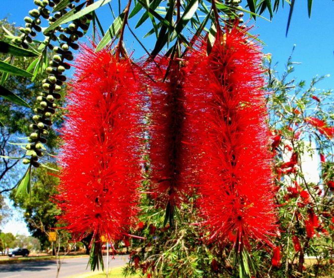 Sítio da Mata - Calistemon (Callistemon spp)