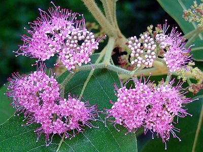 CALICARPA CHINESA (Callicarpa reevesii)