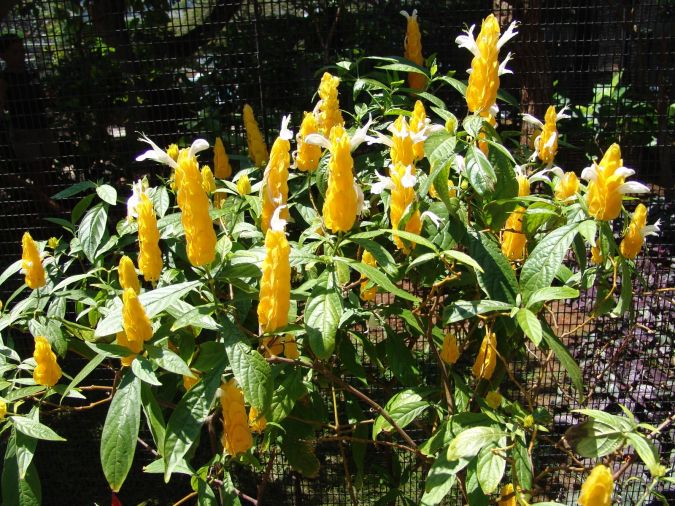 Sítio da Mata - CAMARAO AMARELO (Pachystachys lutea)
